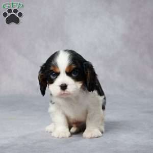 Huey, Cavalier King Charles Spaniel Puppy